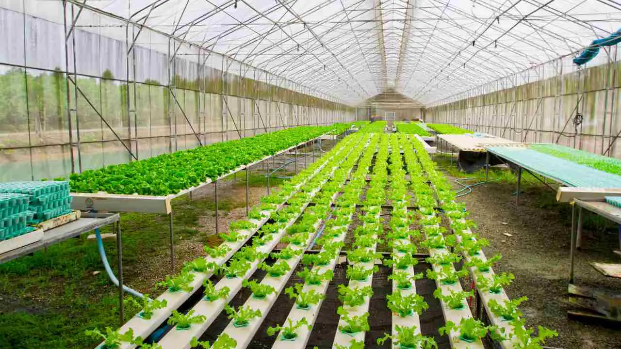 Commercial Hydroponic Farming