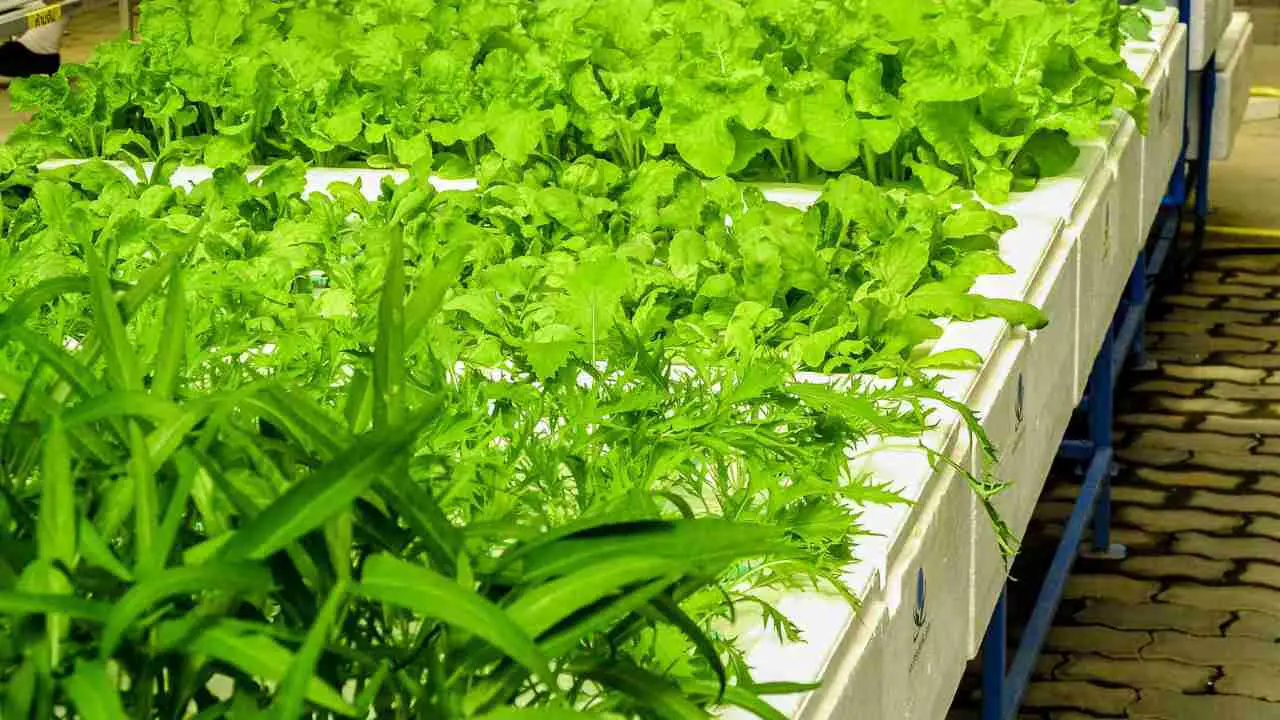 How to build a cheap hydroponic system