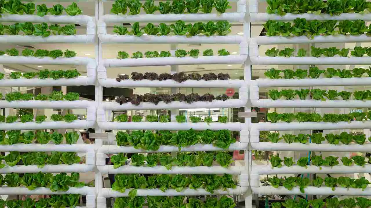 Vertical PVC Hydroponic System